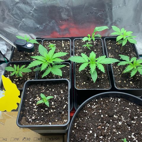 Fruit Punch growlog timeline photo