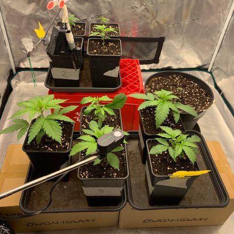 Fruit Punch growlog timeline photo