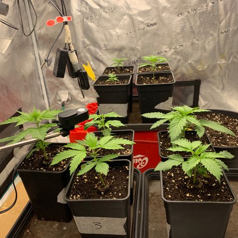 Fruit Punch growlog timeline photo