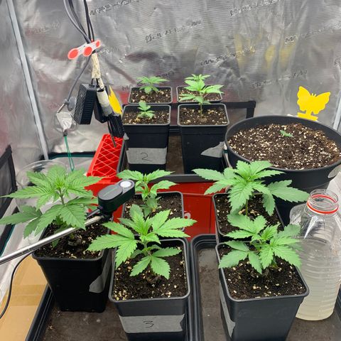 Unbekannter Strain growlog timeline photo