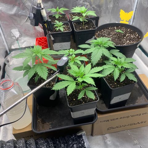Fruit Punch growlog timeline photo
