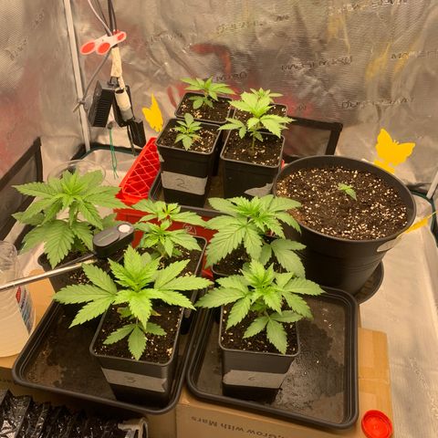 Fruit Punch growlog timeline photo
