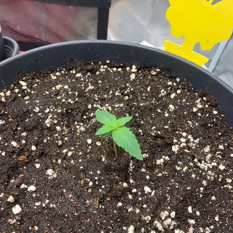 Unbekannter Strain growlog timeline photo