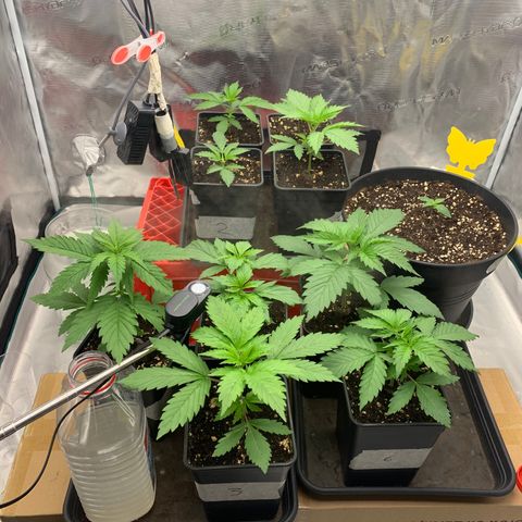 Fruit Punch growlog timeline photo