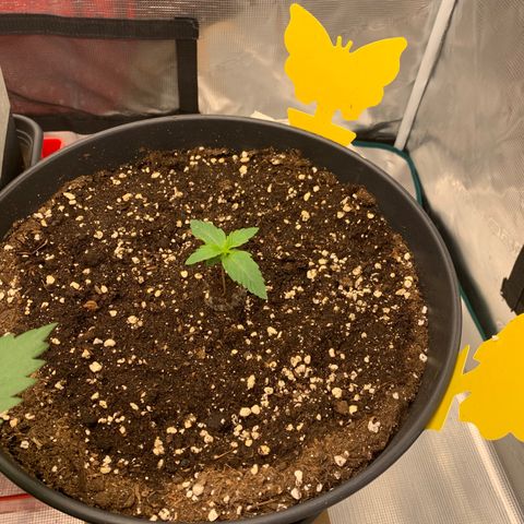 Unbekannter Strain growlog timeline photo