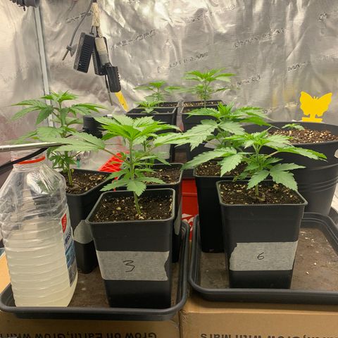 Fruit Punch growlog timeline photo