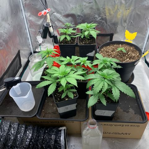 Fruit Punch growlog timeline photo
