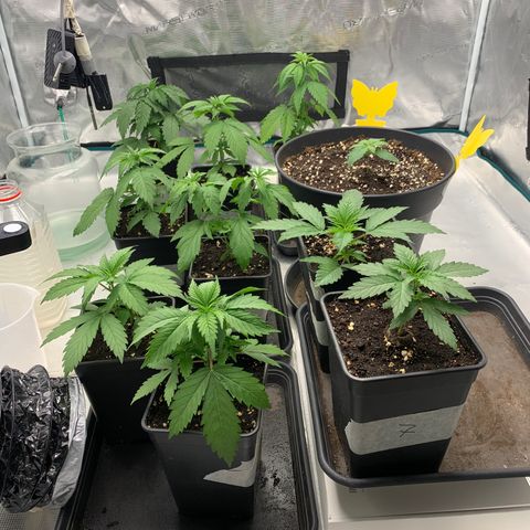 Fruit Punch growlog timeline photo