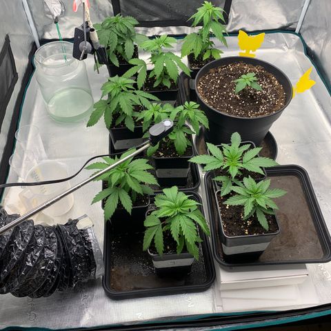 Fruit Punch growlog timeline photo