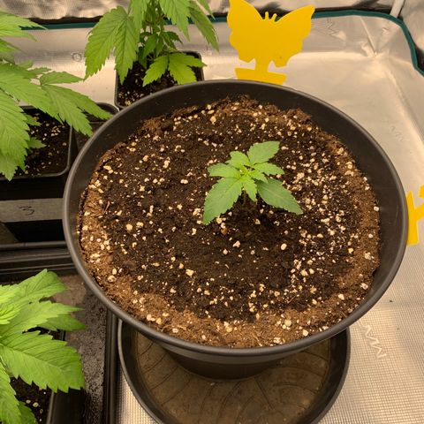 Unbekannter Strain growlog timeline photo