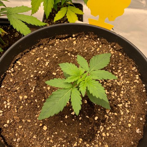 Unbekannter Strain growlog timeline photo