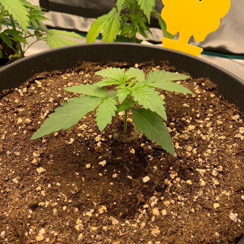 Unbekannter Strain growlog timeline photo