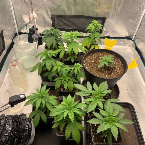 Fruit Punch growlog timeline photo