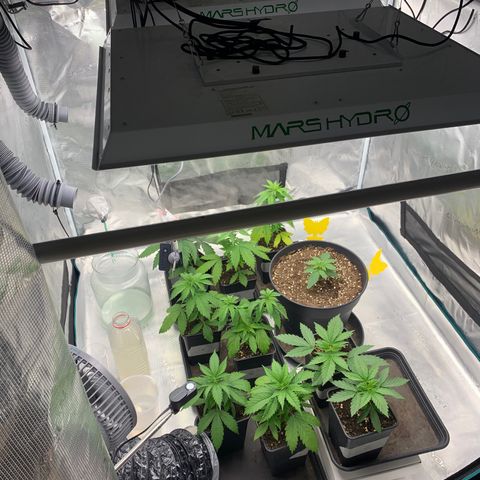 Fruit Punch growlog timeline photo