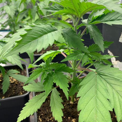Fruit Punch growlog timeline photo