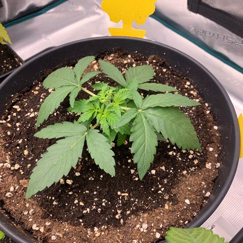 Unbekannter Strain growlog timeline photo