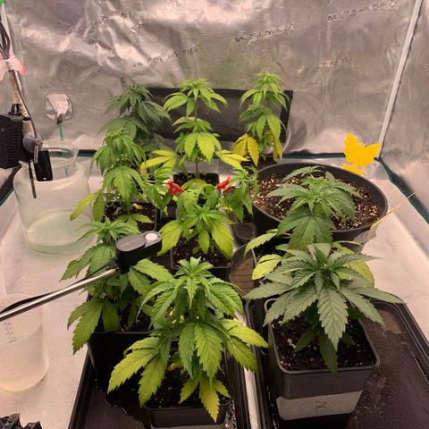 Fruit Punch growlog timeline photo
