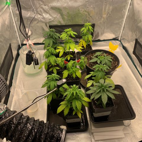 Fruit Punch growlog timeline photo