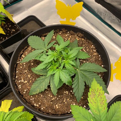 Unbekannter Strain growlog timeline photo