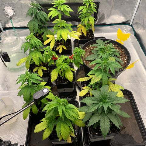 Fruit Punch growlog timeline photo