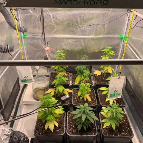 Fruit Punch growlog timeline photo