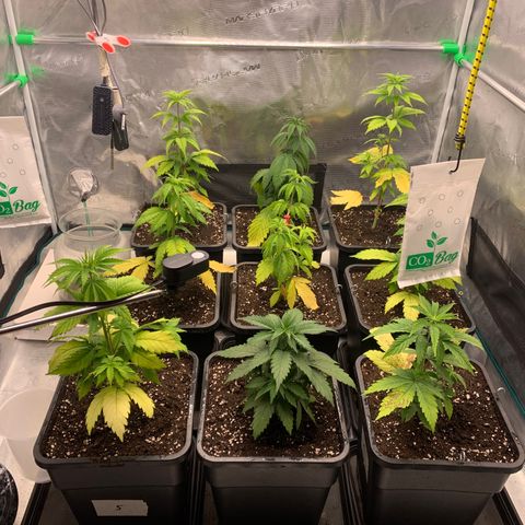 Fruit Punch growlog timeline photo
