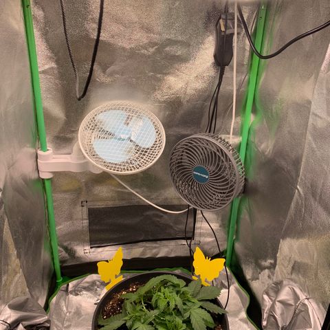 Unbekannter Strain growlog timeline photo