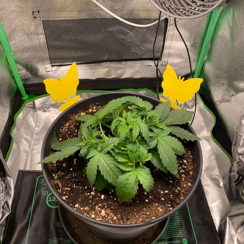 Unbekannter Strain growlog timeline photo