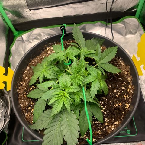 Unbekannter Strain growlog timeline photo