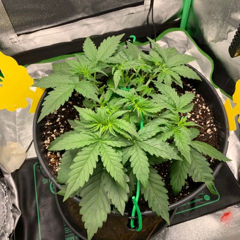 Unbekannter Strain growlog timeline photo