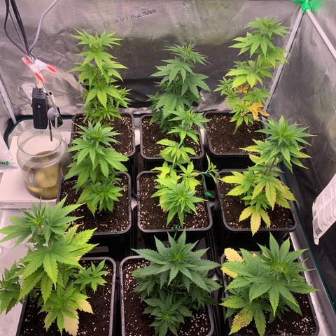Fruit Punch growlog timeline photo