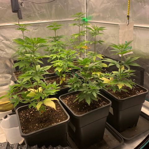 Fruit Punch growlog timeline photo