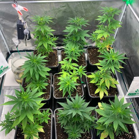 Fruit Punch growlog timeline photo