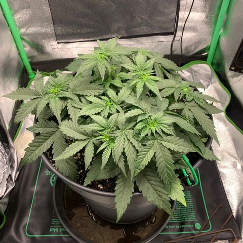 Unbekannter Strain growlog timeline photo