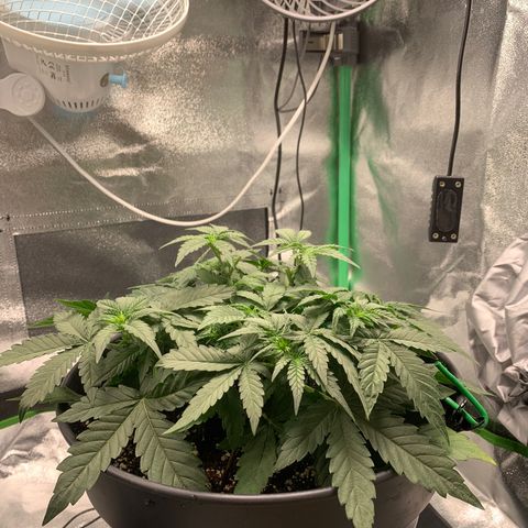 Unbekannter Strain growlog timeline photo