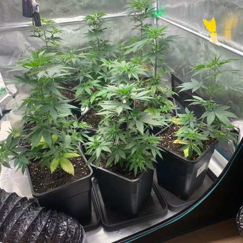 Fruit Punch growlog timeline photo