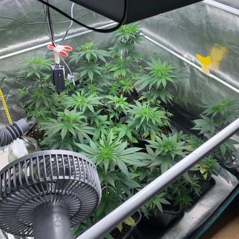 Fruit Punch growlog timeline photo