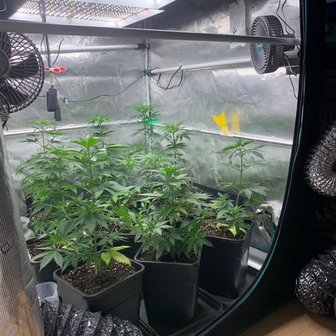 Fruit Punch growlog timeline photo