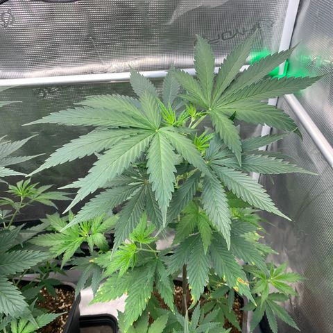 Fruit Punch growlog timeline photo