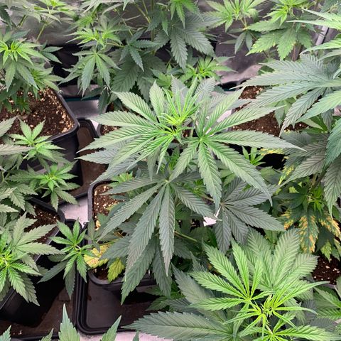 Fruit Punch growlog timeline photo