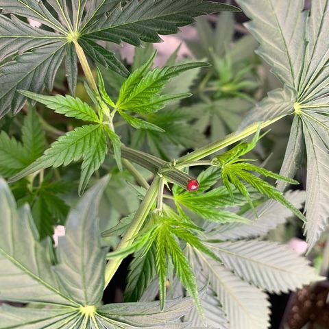 Fruit Punch growlog timeline photo
