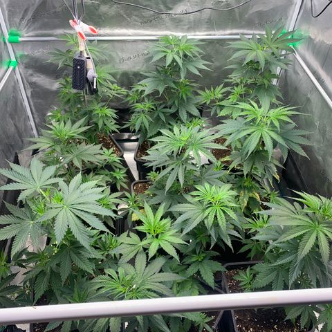 Fruit Punch growlog timeline photo