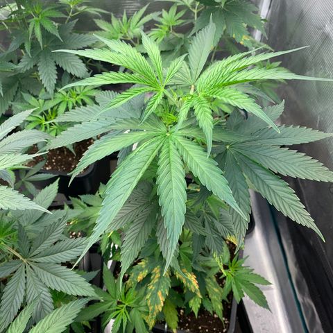 Fruit Punch growlog timeline photo