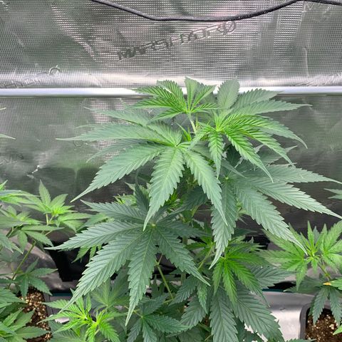 Fruit Punch growlog timeline photo