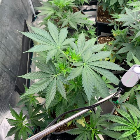 Fruit Punch growlog timeline photo