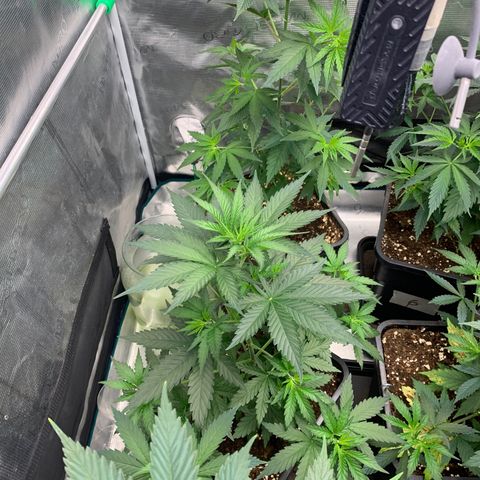 Fruit Punch growlog timeline photo