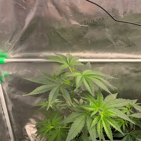 Fruit Punch growlog timeline photo