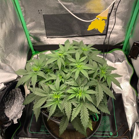 Unbekannter Strain growlog timeline photo