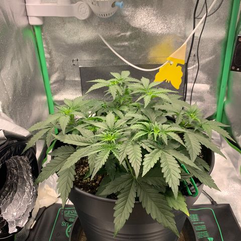 Unbekannter Strain growlog timeline photo