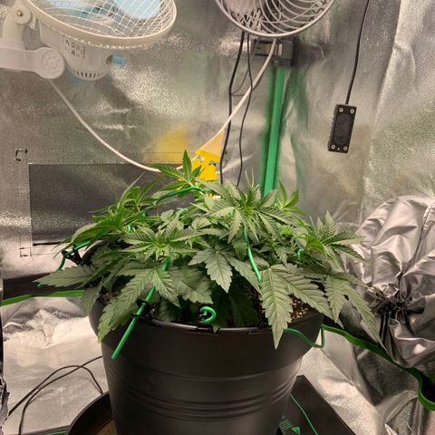 Unbekannter Strain growlog timeline photo